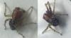 Xysticus lanio